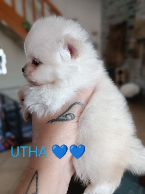 UTHA