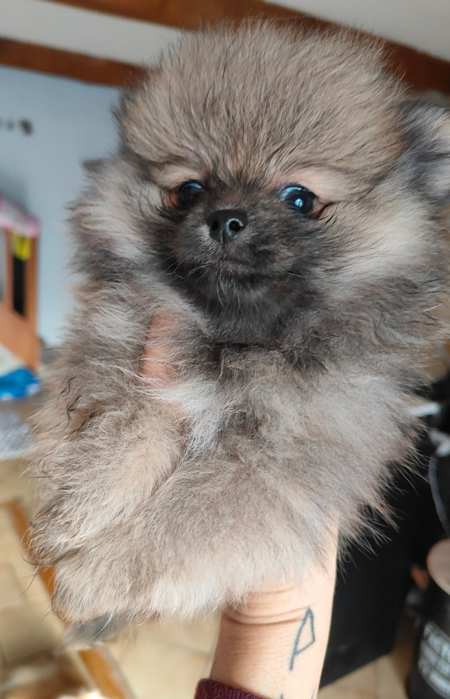 Du Domaine Des Petites Bouilles - Chiots disponibles - Spitz allemand