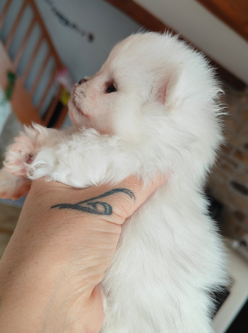Du Domaine Des Petites Bouilles - Chiots disponibles - Spitz allemand