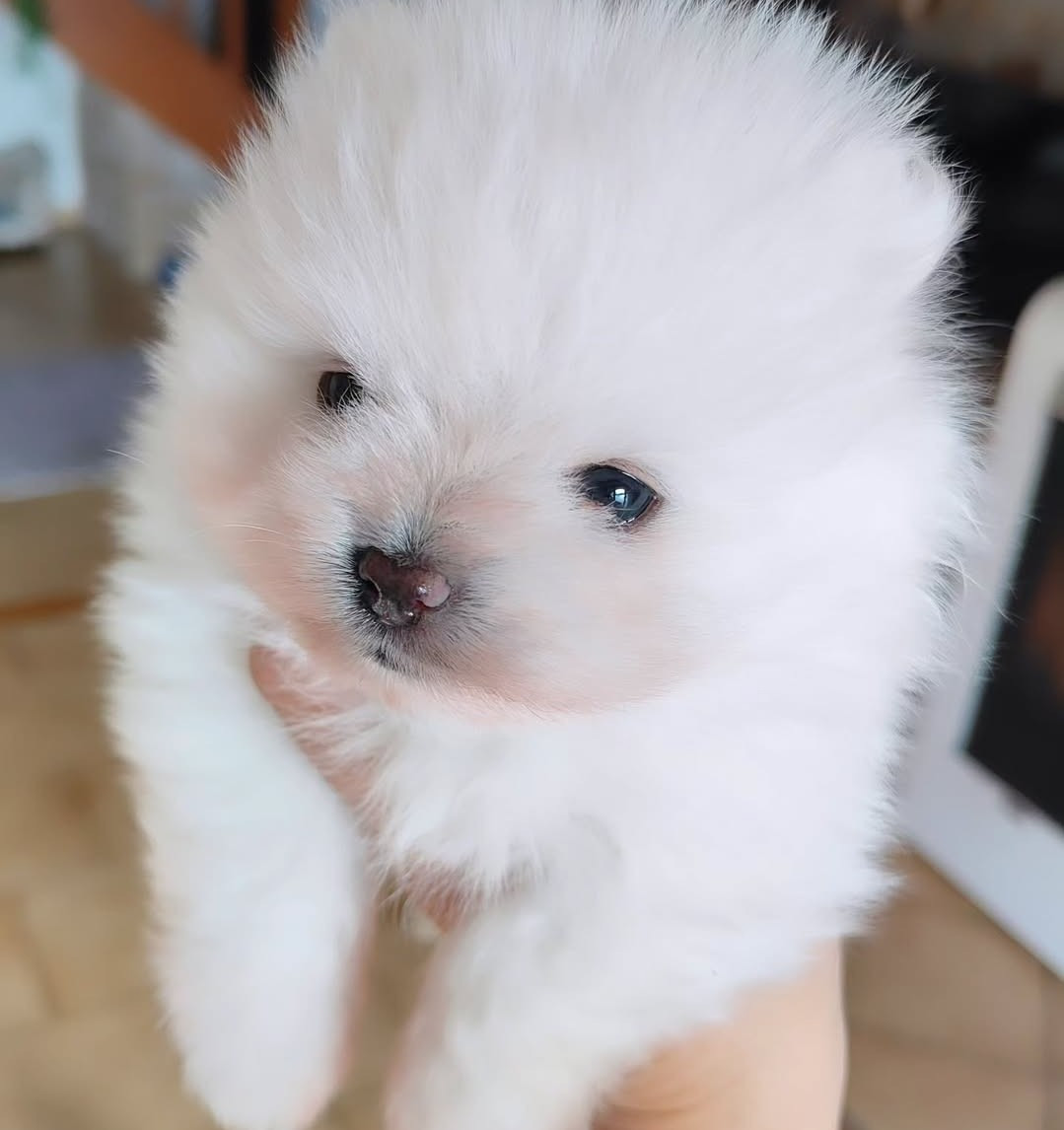 Du Domaine Des Petites Bouilles - Chiots disponibles - Spitz allemand