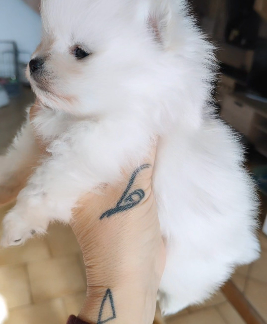 Du Domaine Des Petites Bouilles - Chiots disponibles - Spitz allemand