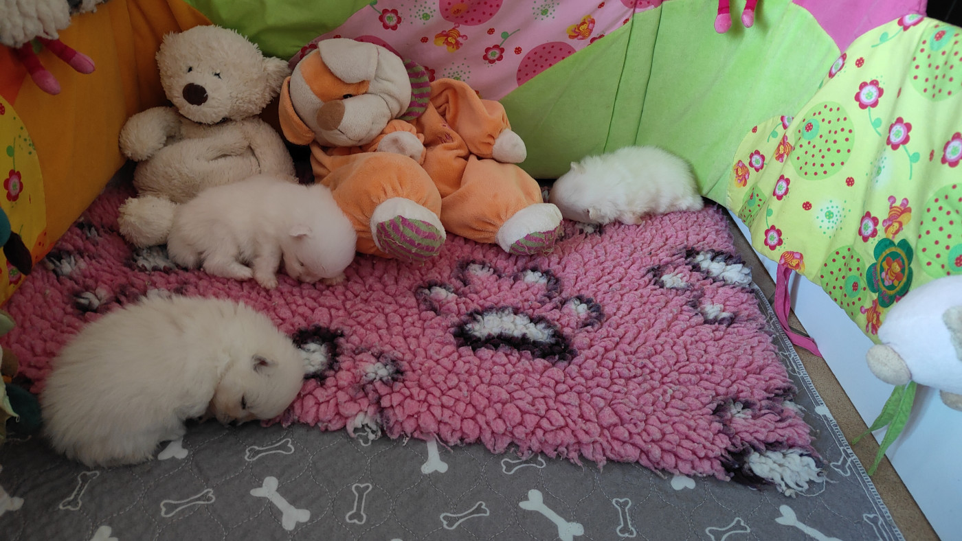 Chiot Spitz allemand Du Domaine Des Petites Bouilles