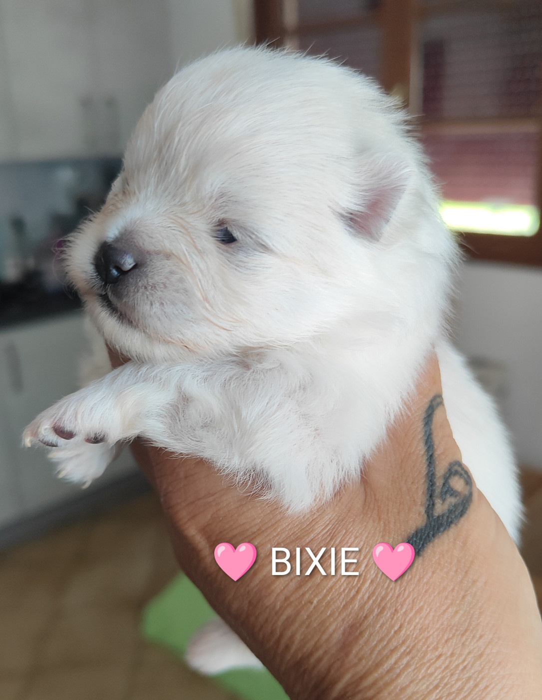 Du Domaine Des Petites Bouilles - Chiots disponibles - Spitz allemand