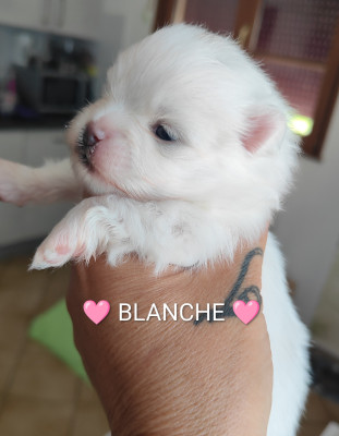 BLANCHE